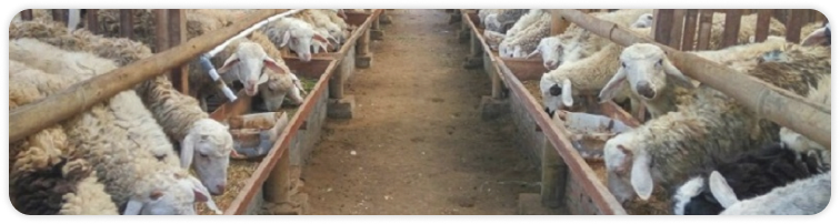 Peternakan di Uzbekistan